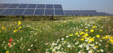 Solar panels and flowers.png