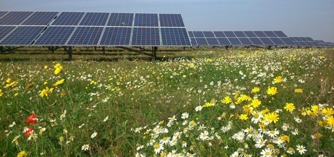 Solar panels and flowers.png