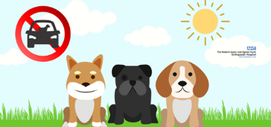 Dogs In Cars Graphic Web