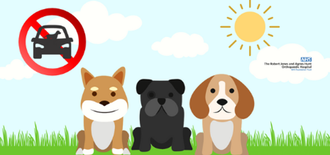 Dogs In Cars Graphic Web